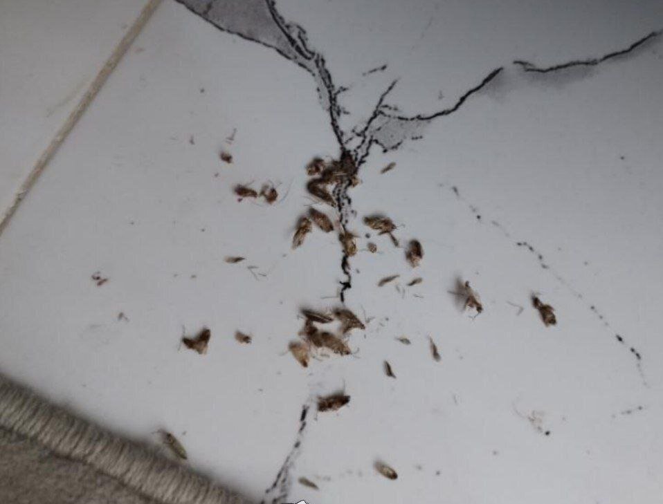 حشره خطرناک «سنک» به مشهد حملهور شد! +ویدئو و عکس