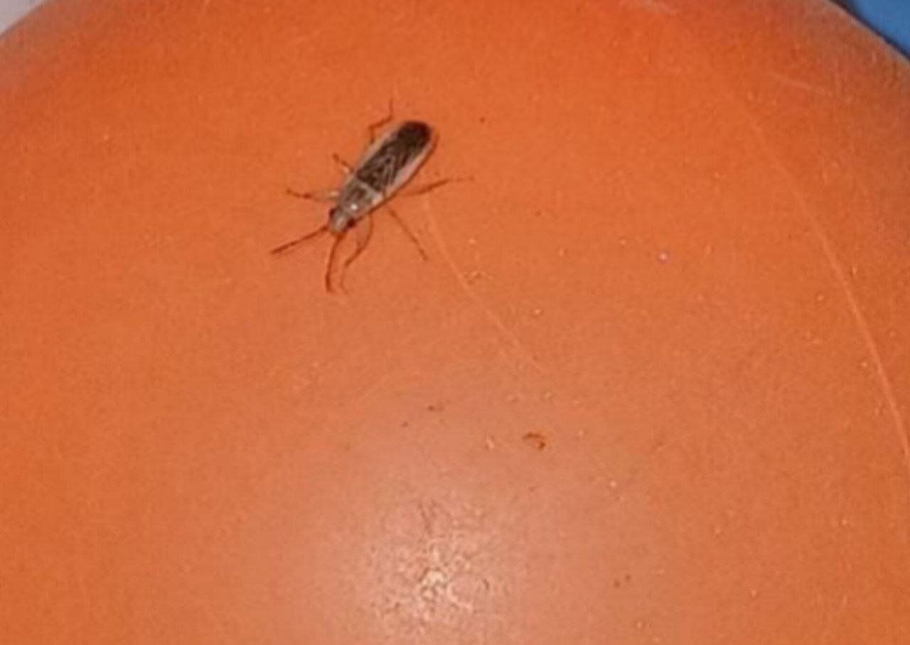 حشره خطرناک «سنک» به مشهد حملهور شد! +ویدئو و عکس