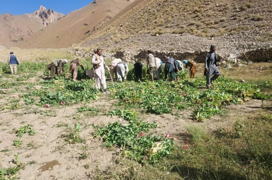 زمینهای کشت تریاک توسط طالبان نابود شد +عکس