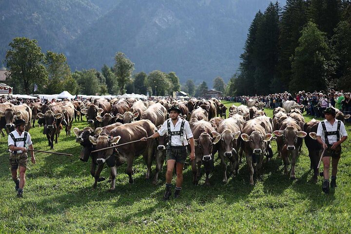 گاوهای آلمانی از ییلاق به قشلاق رفتند