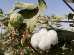 پنبه پنبه‌کاران دشت مغان را زدند!