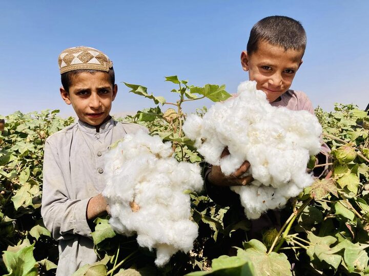 برداشت پنبه در افغانستان