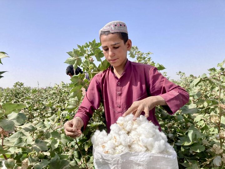 برداشت پنبه در افغانستان