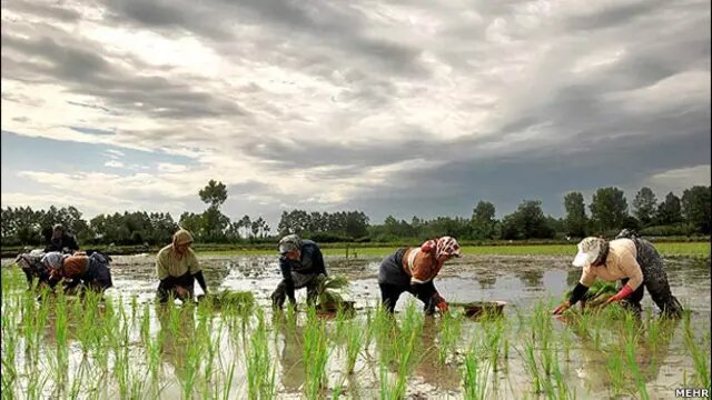 زنان در شالیزارها پا به پای مردان تلاش می کنند +ویدئو