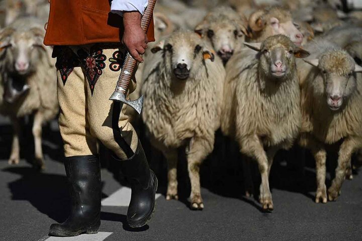 بزرگترین کوچ گوسفندان در لهستان