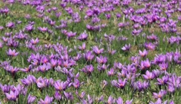 هوش مصنوعی به بازار طلای سرخ خراسان آمد