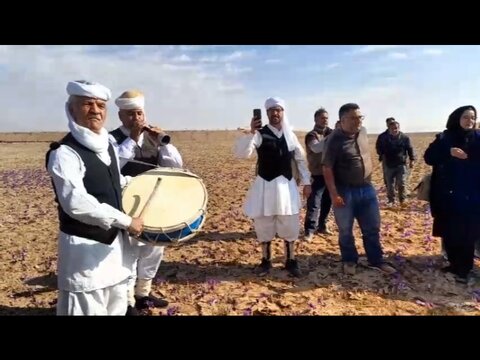 ویدیو| شادمانی مردم زاوه و تربت حیدریه در هنگام برداشت زعفران