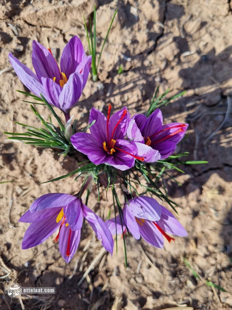 تصاویری از فروش طلای سرخ در شمال شرق کشور!