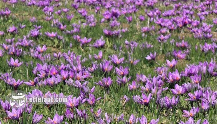 تصاویری از فروش طلای سرخ در شمال شرق کشور!