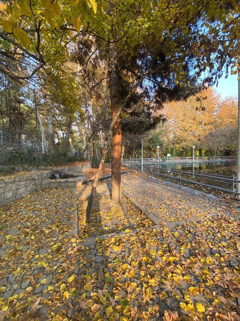 برگهای پاییزی مشهد کجا میروند؟