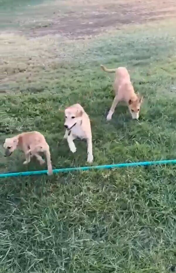 آبروریزی جدید فوتبال ایران؛ سگهای ولگرد در تمرین تیم لیگ برتری! +عکس