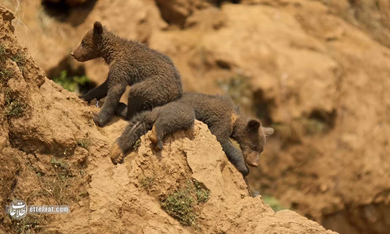 رنگ سال ۲۰۲۵ به انتخاب پنتون؛ برای اولین‌بار از خانواده قهوه‌ای/ موکا موس دقیقا چه رنگی است؟ +تصاویر