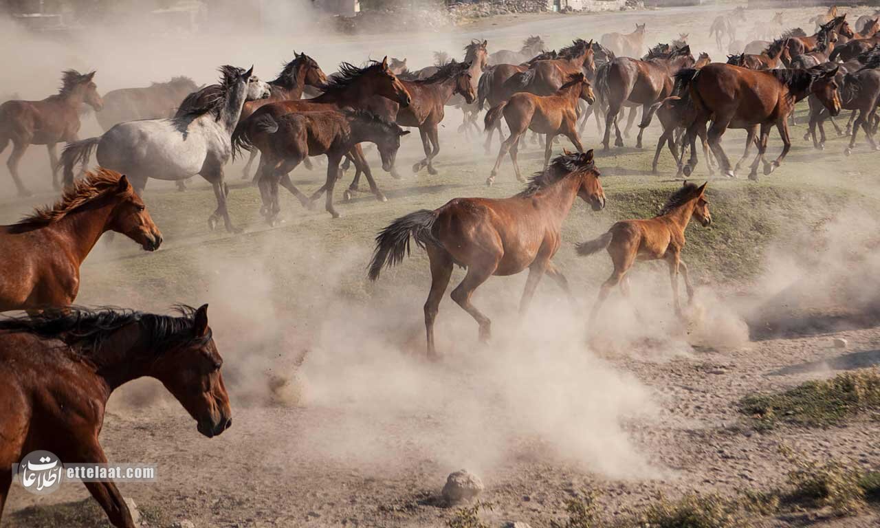 رنگ سال ۲۰۲۵ به انتخاب پنتون؛ برای اولین‌بار از خانواده قهوه‌ای/ موکا موس دقیقا چه رنگی است؟ +تصاویر