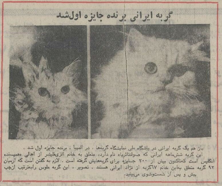 گربه ایرانی در مسابقات گربهها در لندن اول شد! +عکس