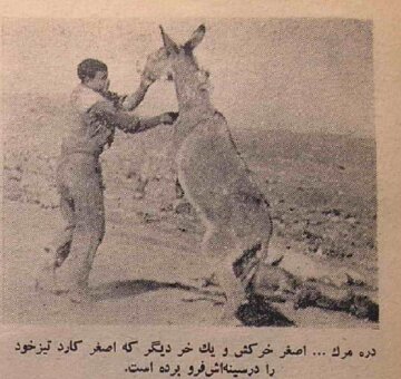 بالاخره عکس «اصغر خرکُش» جلاد الاغ‌ها در جاده کاشان منتشر شد!