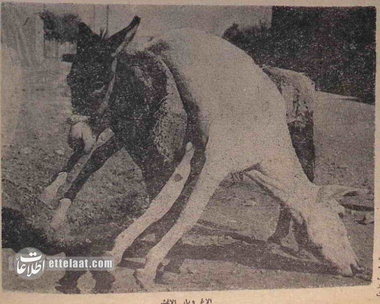 بالاخره عکس «اصغر خرکُش» جلاد الاغها در جاده کاشان منتشرشد!