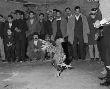 جایزه جشنواره «شاه خروس» را چه کسی به خانه برد؟ +عکس و جزئیات