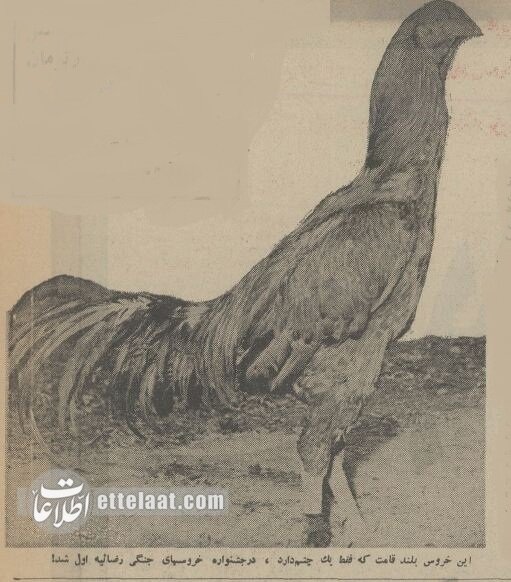 جایزه جشنواره «شاه خروس» را چه کسی به خانه برد؟ +عکس و جزئیات