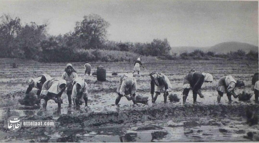 قیمت انواع برنج ایرانی در جنگ جهانی دوم +عکسهای دیدنی