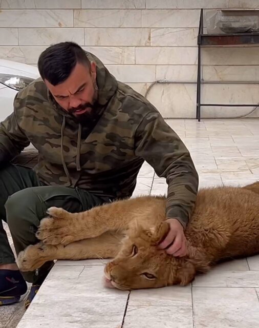 نگهداری شیر در خانه توسط امیر علی اکبری