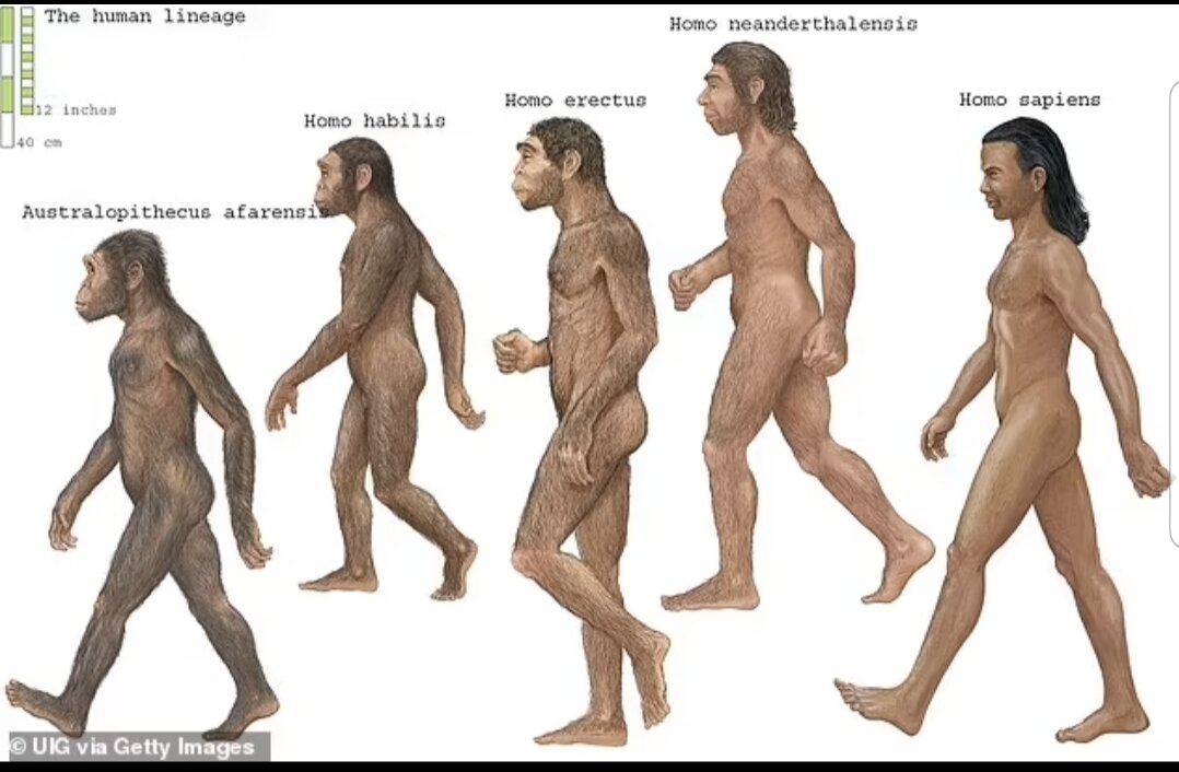 کشف جدید: انسان امروزی از یک اصل و نسب نبوده است!