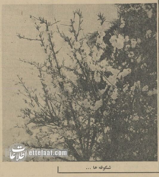 زندگی تهرانیها فروردین 60 سال پیش اینگونه بود! +عکس 5 عکسهایی از زندگی در تهران: فروردین ۶۰ سال پیش!