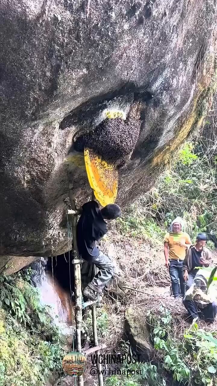 این مرد هزاران زنبور را مشت مشت داخل لباسش می‌کند! +ویدیو