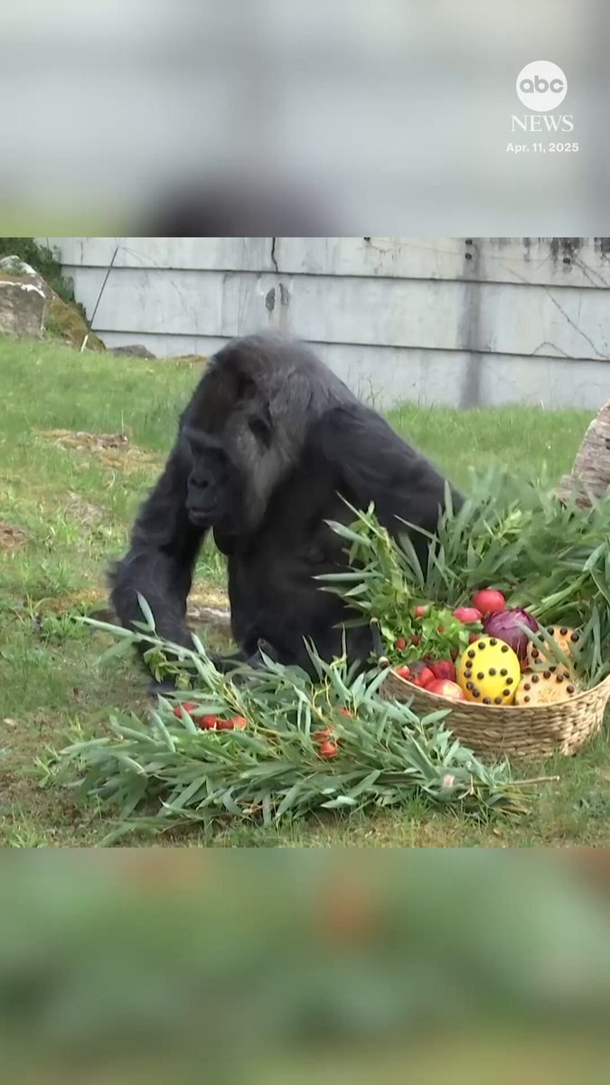 جشن تولد پیرترین گوریل جهان در ۶۸سالگی! +ویدیو