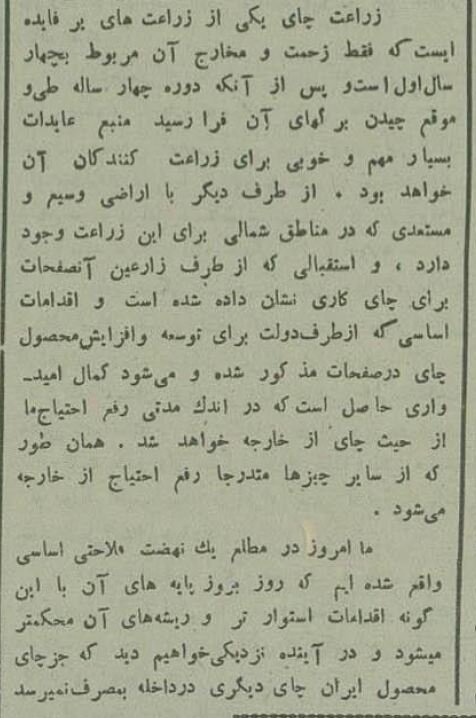 عکس تاریخی از چایکاری در لاهیجان ۹۰ سال پیش!