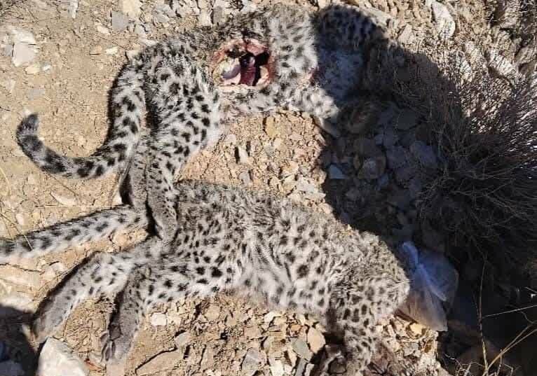 لاشه دو توله یوز