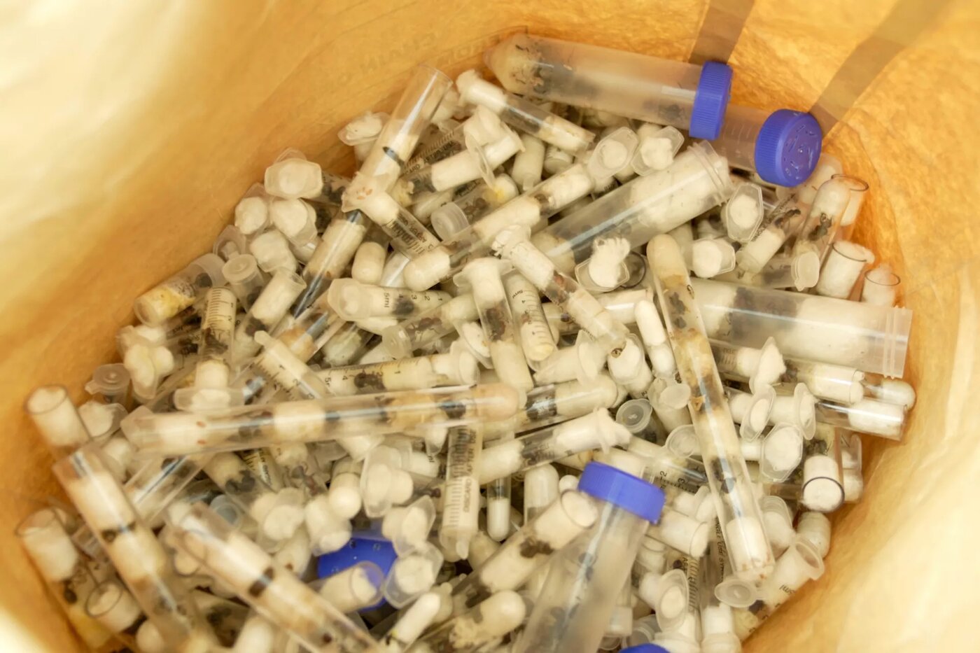 ۲ نوجوان بلژیکی با محموله مورچههای قاچاق بازداشت شدند +عکس