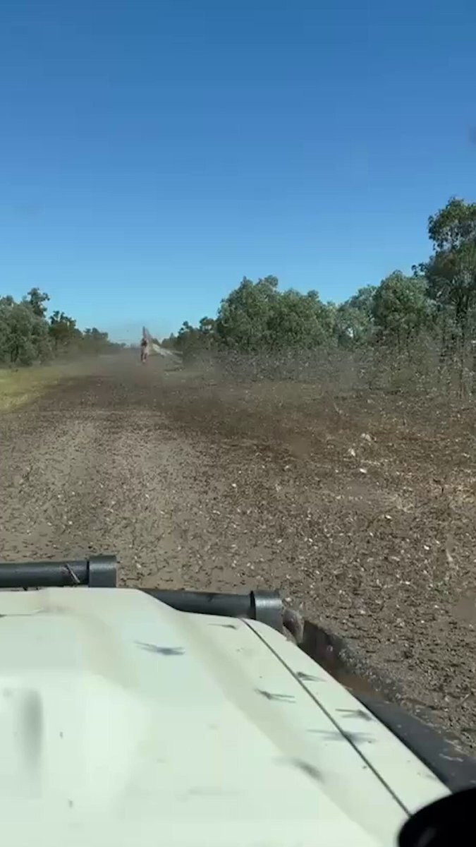 حمله انفجاری ملخ‌ها مزارع استرالیا را نابود کرد +ویدیو