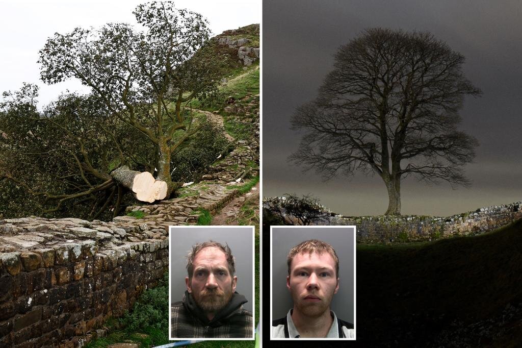 محکومیت دو مرد که درخت افسانه‌ای را در انگلیس اره کردند!
