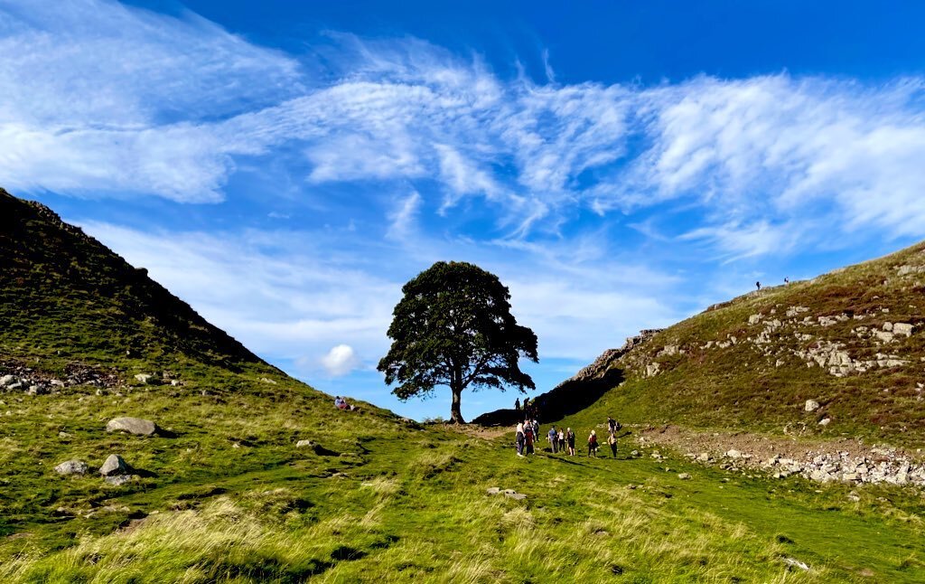 محکومیت دو مرد که درخت افسانه‌ای را در انگلیس اره کردند!