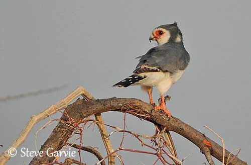 ویدیو| شاهین کوتوله آفریقایی از راه رسید