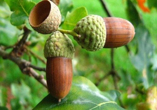 مرگ بی‌صدای بلوط ایرانی؛زاگرس را نجات دهید