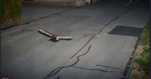 اردکی که پلیس را سر کار گذاشت و رکورد شکست!