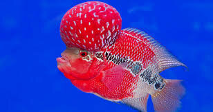 حاصل تلاش نخبگان مالزیایی در خلق یک ماهی را ببینید +ویدیو