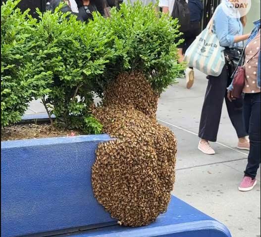 باورتان می‌شود زنبورها اینجا کندو درست کرده باشند؟ +ویدیو