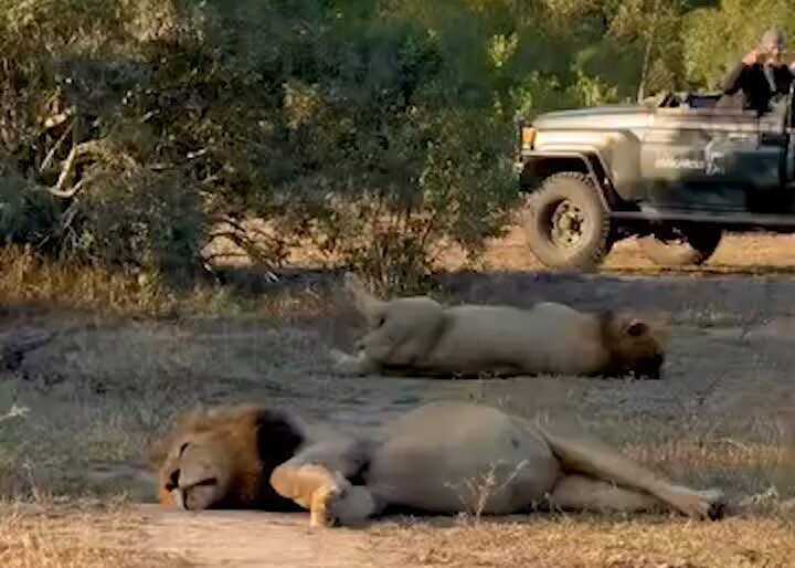 بعد از آنکه شیر نر در یک لحظه ۴۰ کیلو گوشت می‌بلعد! + ویدیو