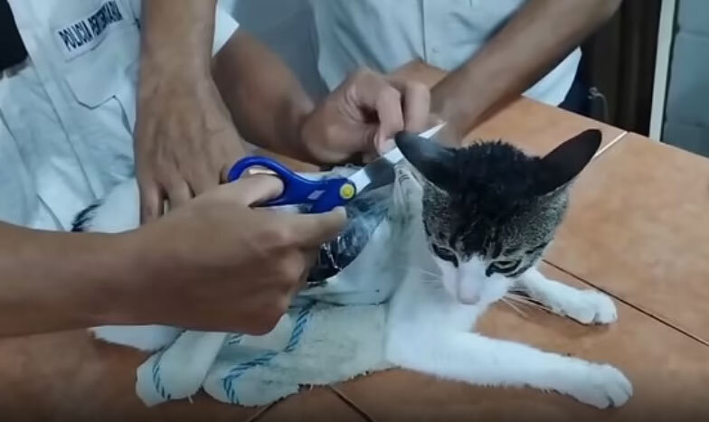 گربه قاچاقچی دستگیر شد! +ویدیو