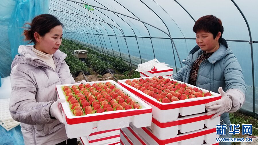 ویدیو | مزرعه رستوران توت فرنگی دیده‌اید