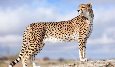 غرش باجبروت پلنگ ایرانی کبیرکوه وایرال شد +ویدیو