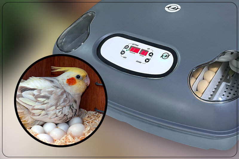 تکثیر عروس هلندی با دستگاه جوجه کشی