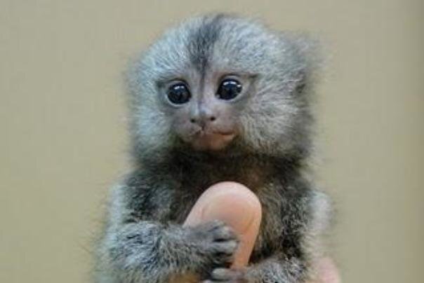 ویدیو| با کوچکترین میمون جهان آشنا شوید