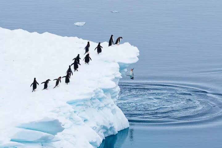 لحظات کمدی از حیات وحش