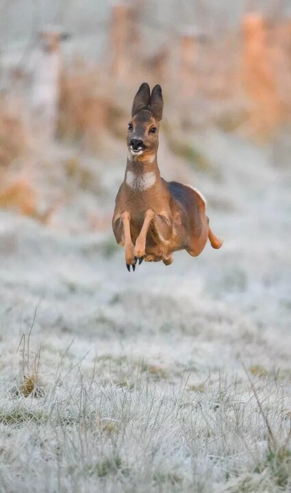 لحظات کمدی از حیات وحش