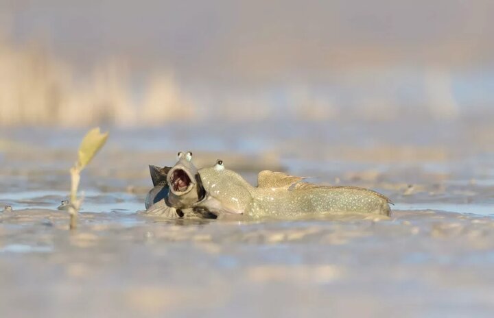 لحظات کمدی از حیات وحش