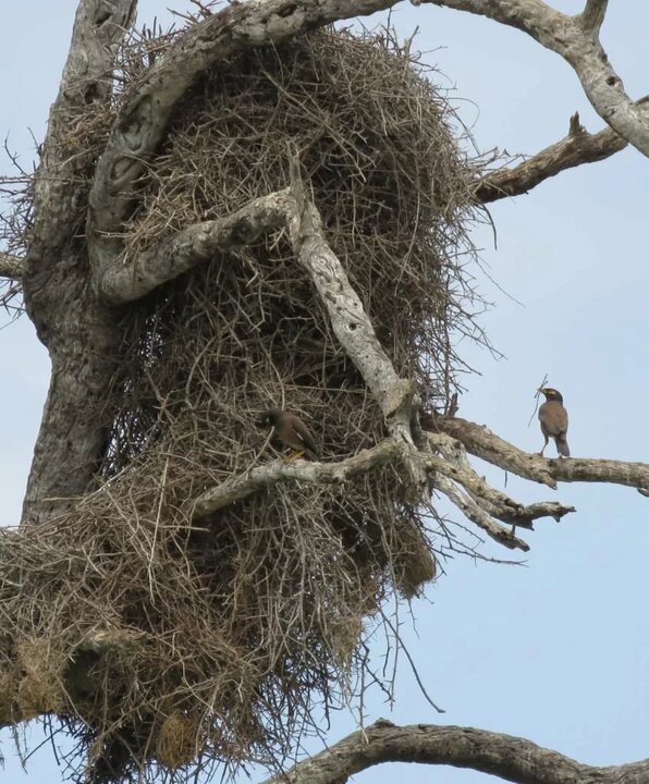لحظات کمدی از حیات وحش