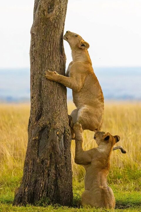 لحظات کمدی از حیات وحش